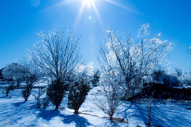 Free Ice Winter photo and picture