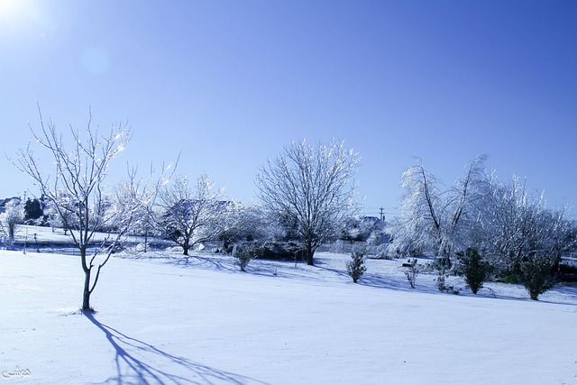 Free Ice Winter photo and picture