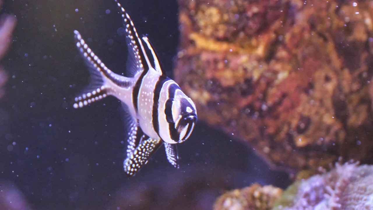 红雀鱼 水族馆 海水 - Pixabay上的免费照片 - Pixabay
