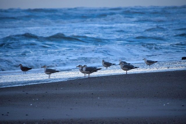 Free Gull Bird photo and picture