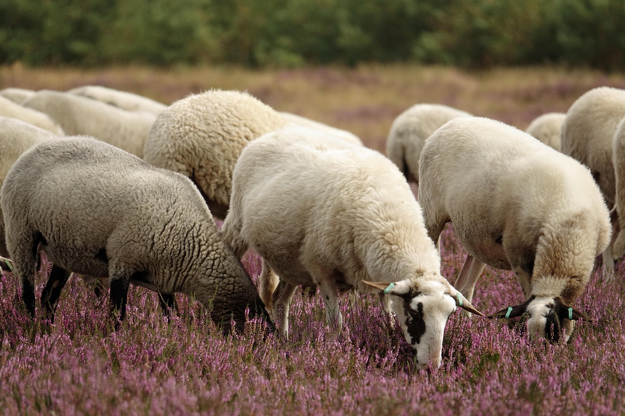 Sheep grazing on heather moorland with purple flowering heather plants covering the ground.