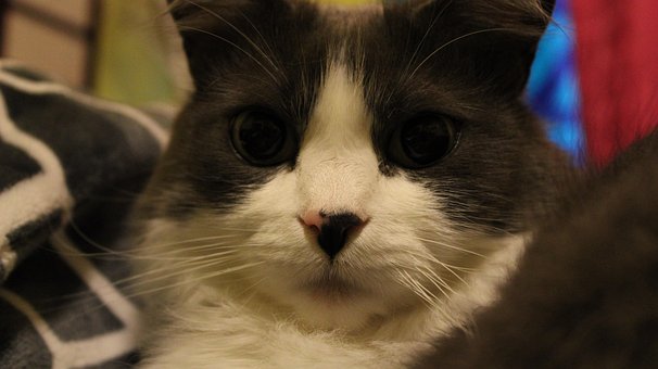 Gato, Bicho De Estimação, Felino