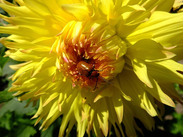 Free Dhalia Flower photo and picture