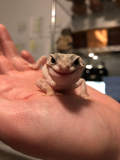 Free Happy Vet photo and picture