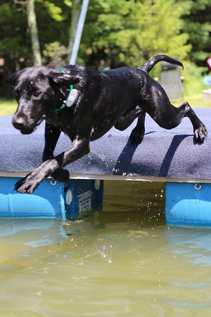 Free Water Jumping photo and picture