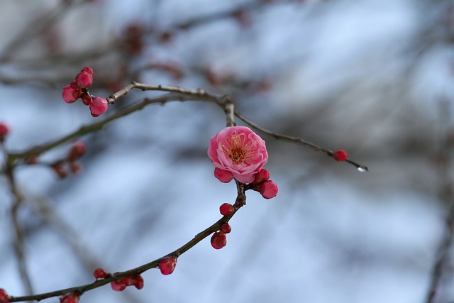 Free Pink Flowers Apricot Blossoms photo and picture
