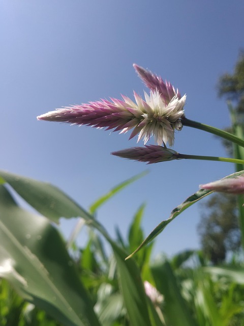 Free Flower Nature photo and picture