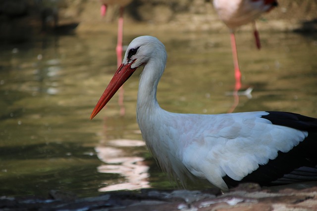 Free Stork Bird photo and picture