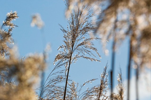 Free Grass Beautiful Flowers photo and picture
