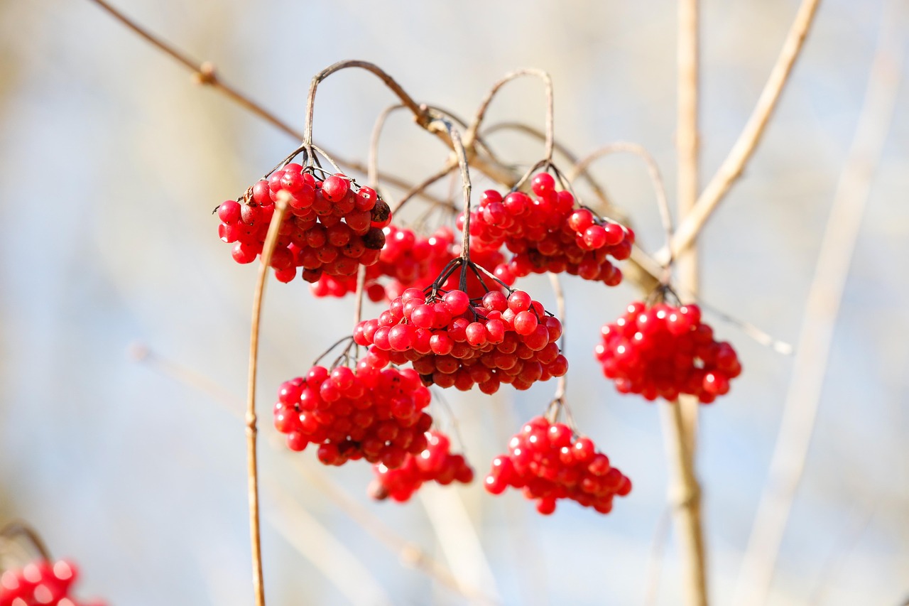 Rowan Fruits Food - Free photo on Pixabay - Pixabay
