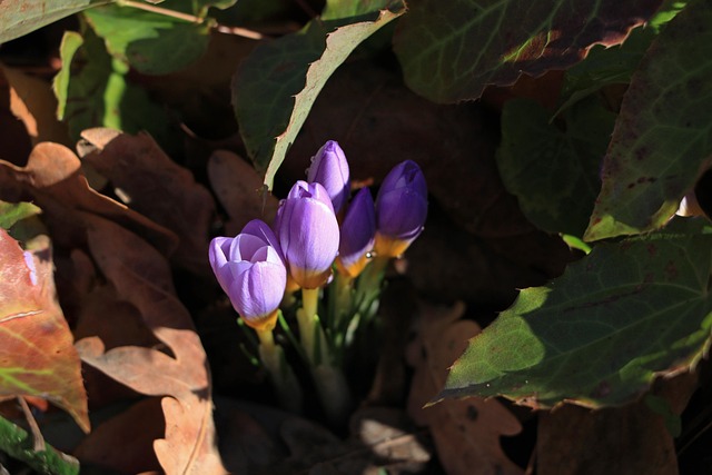 Krokus, Blumen, Pflanze, Blütenblätter