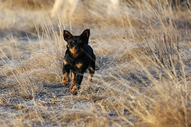 Cachorro, Bicho De Estimação, Canino