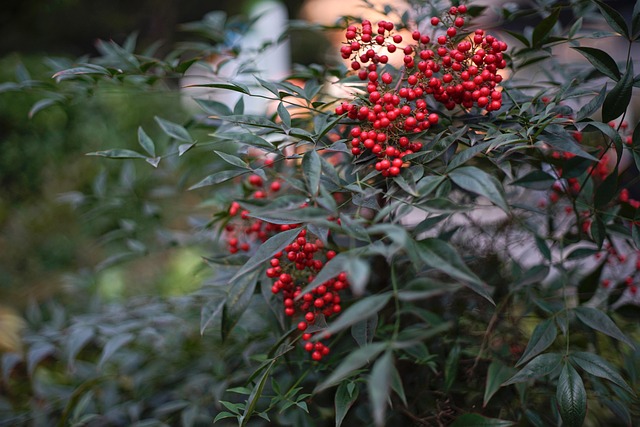 Free Red Berries Bush photo and picture
