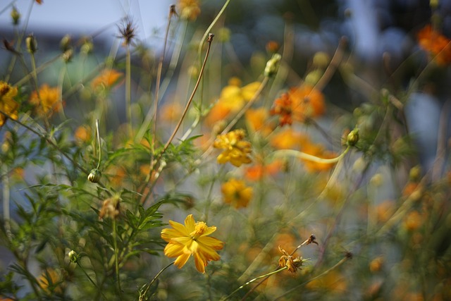 Free Flowers Yellow Flowers photo and picture