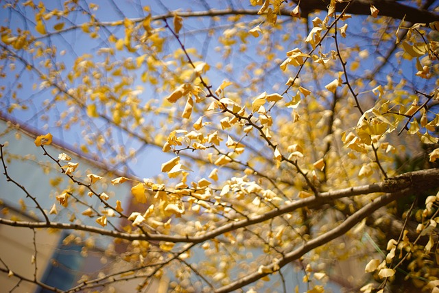 Free Ginkgo Ginkgo Biloba photo and picture