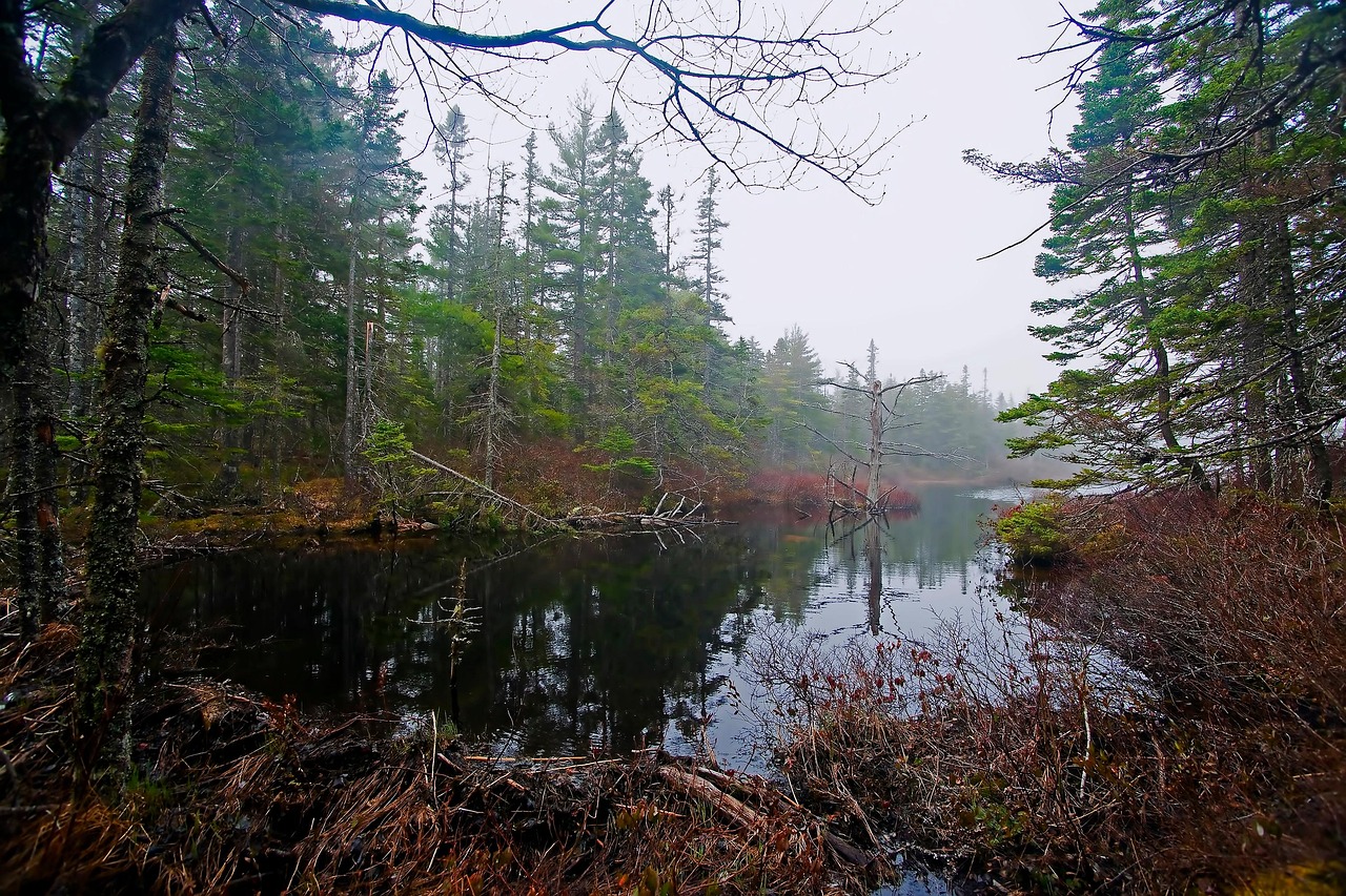 Woodland Pond Moody Nature Free photo on Pixabay Pixabay
