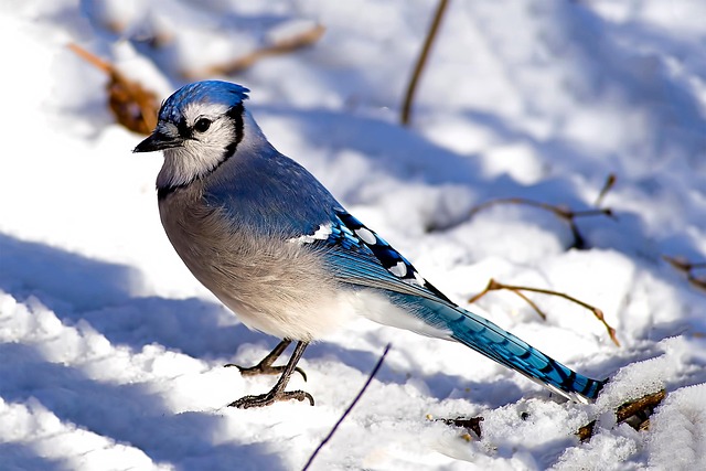 Blue Jay In Winter