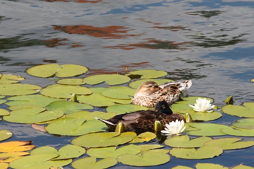 Free Ducks Pond photo and picture