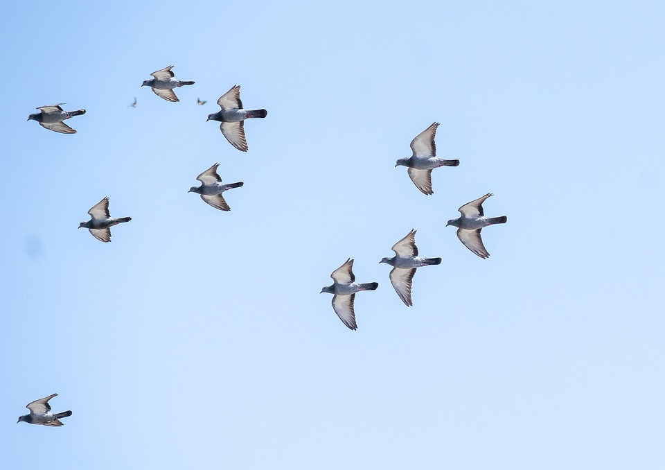 Pigeons, Flying Birds, Flying Pigeons, Dove, Flight