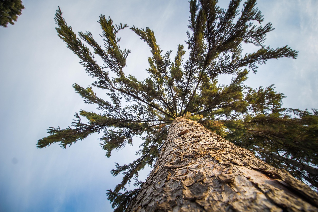 Pine Tree Nature Free photo on Pixabay Pixabay