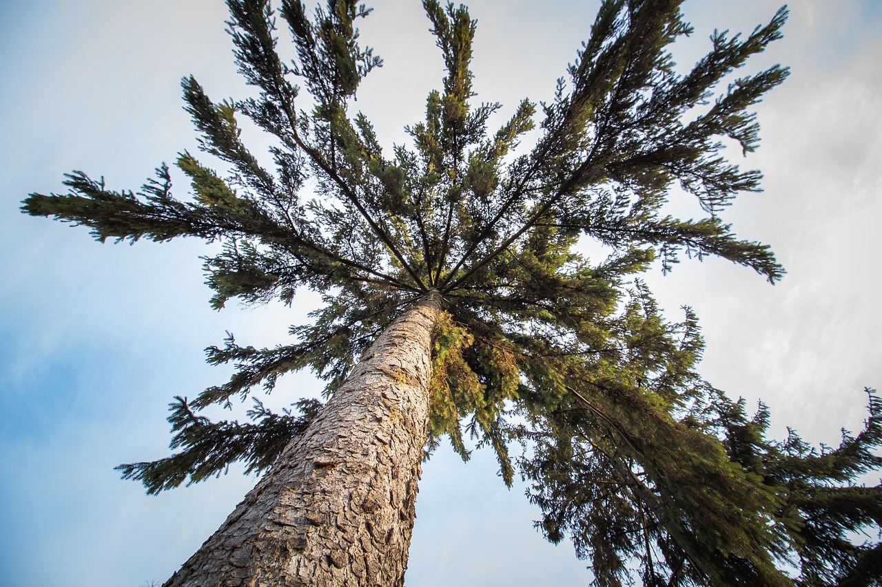 Pine Tree Nature Free photo on Pixabay Pixabay