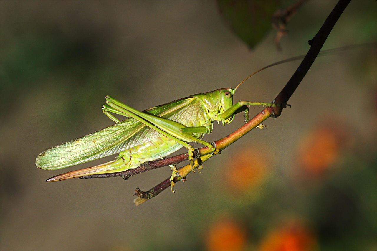 Grasshopper Big Hay Horse Insect - Free photo on Pixabay - Pixabay