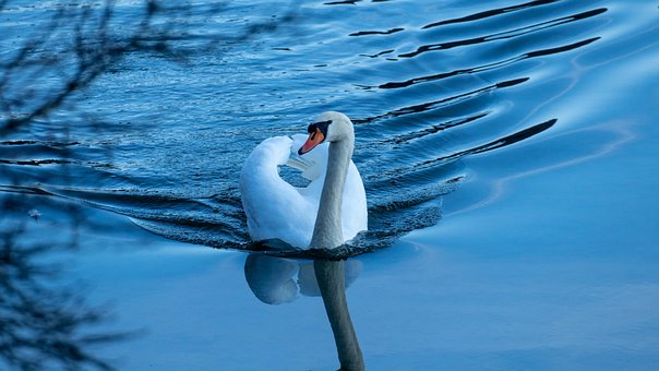 Schwan, Vogel, See, Wasservögel