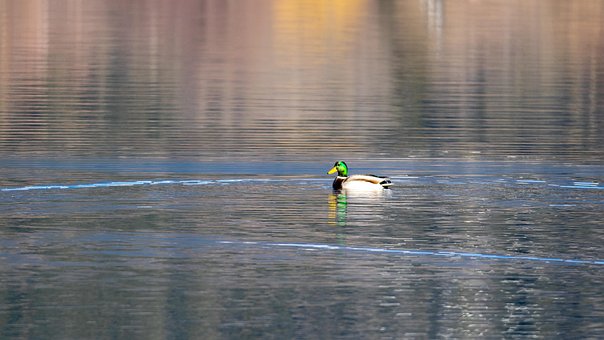 Ente, Vogel, See, Stockente, Wasservögel