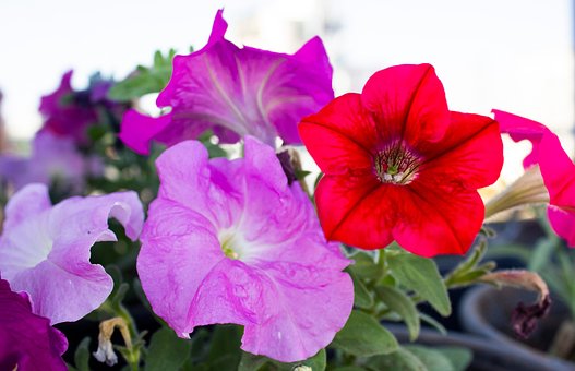 Free Flowers Roses photo and picture
