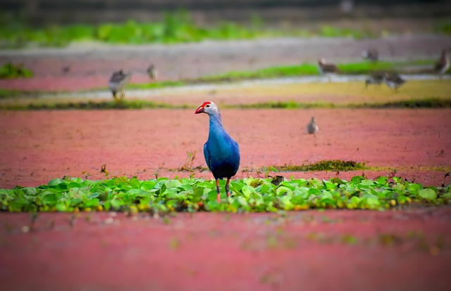 Free Swamphen Avian photo and picture
