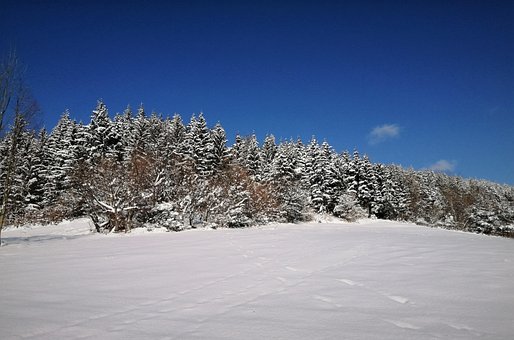 Free Forest Winter photo and picture