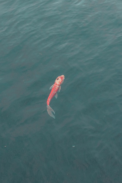 Free Animal Koi photo and picture