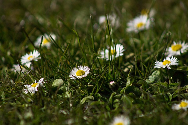 Free Flowers Daisies photo and picture