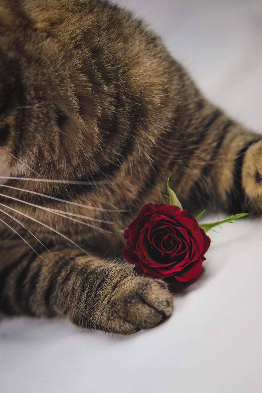 30,000+ Free Cat With Roses & Cat Images - Pixabay