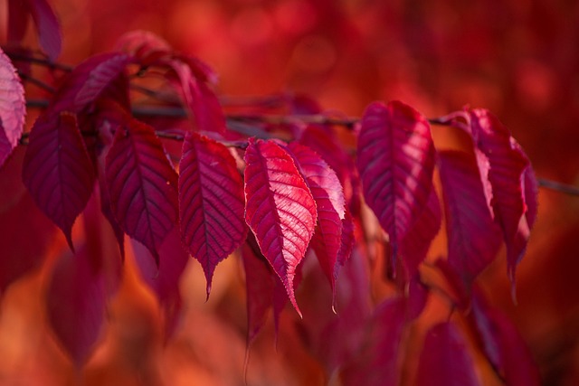가을 나뭇잎 잎 가 - Pixabay의 무료 사진 - Pixabay