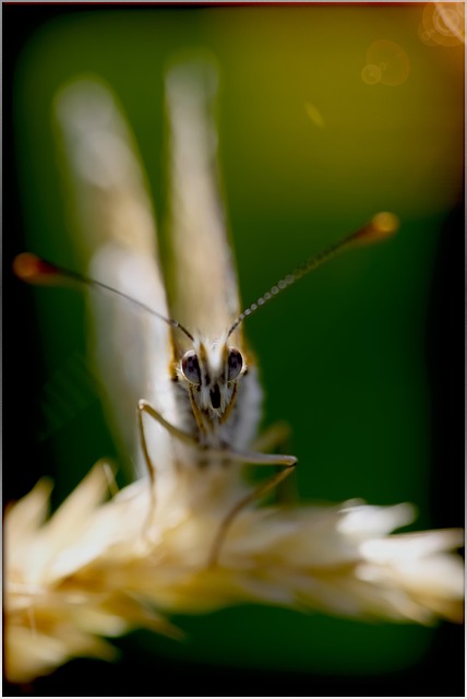 Free Insect Butterfly photo and picture