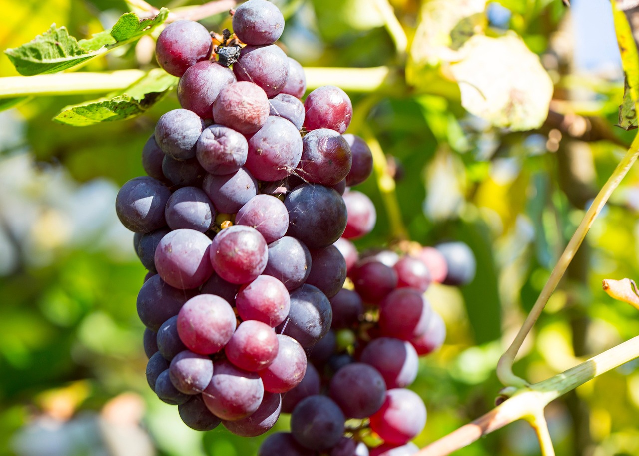 Garden Grapes Fruit Boskoop'S Free photo on Pixabay Pixabay