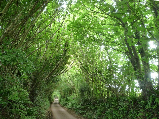 Free Nature Landscape photo and picture