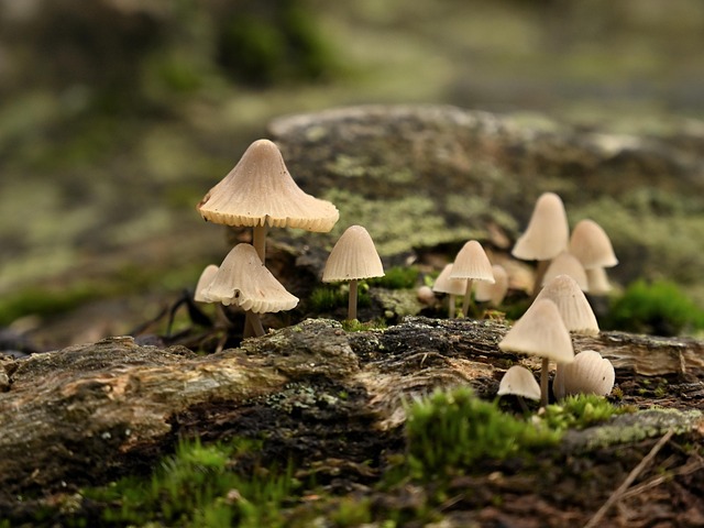 Free Mushroom Fungus photo and picture