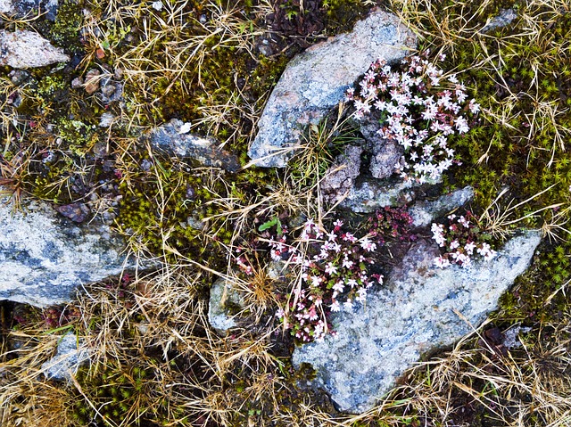 Free Heather Lichen photo and picture