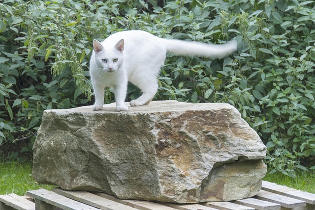Cat Garden Rock - Free photo on Pixabay - Pixabay