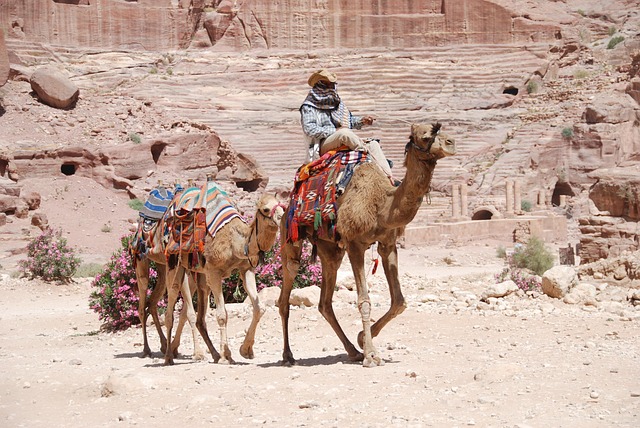 Free Camels Desert photo and picture