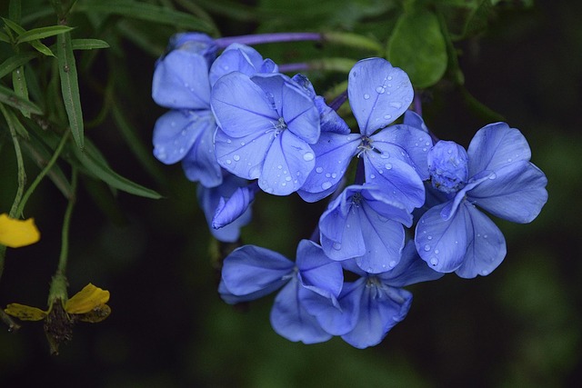 Free Flower Blue Flower photo and picture