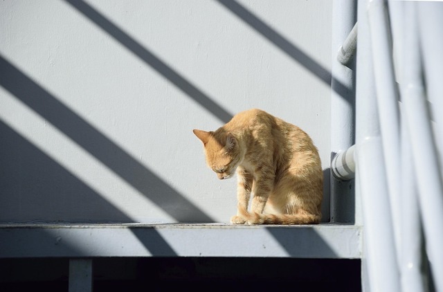 Free Cat Feline photo and picture