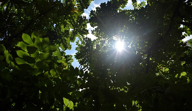 Free Trees Leaves photo and picture