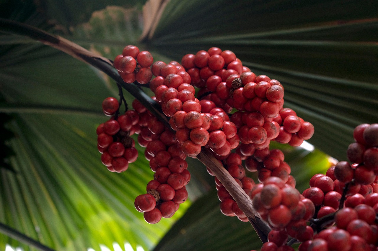 palm, palm tree, berries, fruit, sago, round, exotic, tropical, nature