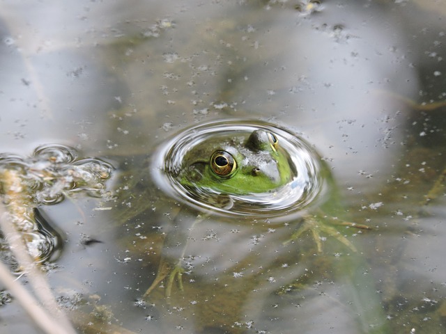 Free Amphibian Frog photo and picture