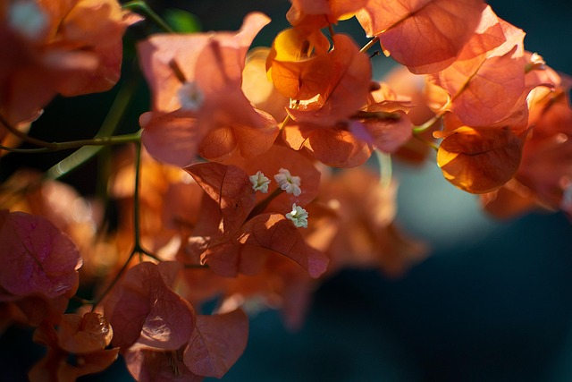 Free Bougainvillea Flowers photo and picture