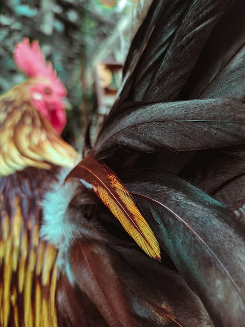 Veren, Vogel, Gallo, Gevederte, Dier