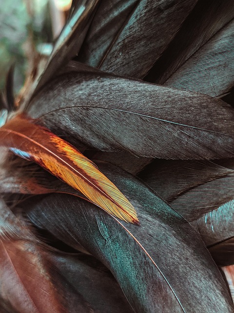 Veren, Vogel, Ornithologie, Gevederte